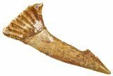 Fossil Sawfish (Onchopristis) Rostral Barb - Morocco #351701-1